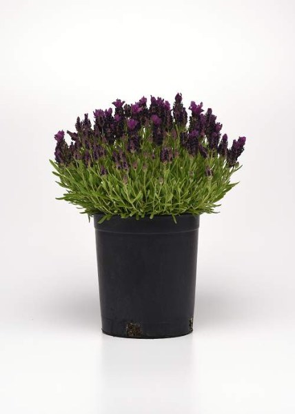 lavandula bandera deep purple 2